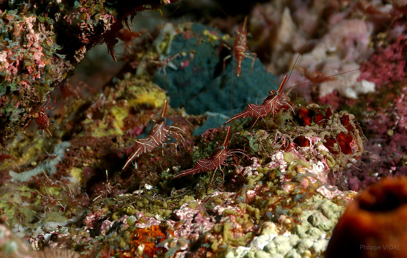 Raja Ampat 2016 - Rhynchocinetes durbanensis - Dancing shrimp - Crevettes danseuses de Durban - IMG_4730_rc.jpg